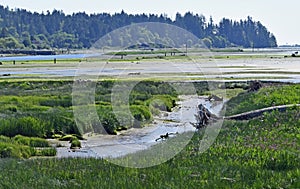 Courtenay estuary low tide in Spring