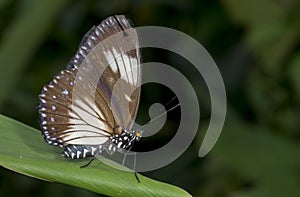 Courtesan Butterfly at Garo Hills,Meghalaya,India