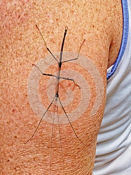 Stick insect on the arm of a woman
