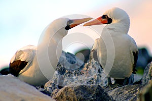 Courting Boobies