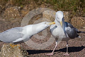 Courting couple. Social behaviour, ethology, in animals. Seagull