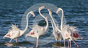 Courting Flamingoes