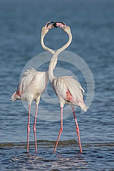 Courting Flamingoes photo