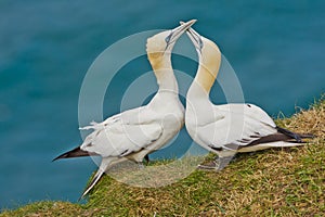 Courting Gannets