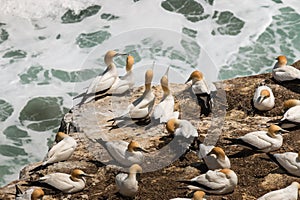 Courting gannets on cliffs