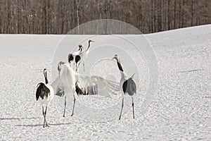 Courting Japanese Crane Bowing.