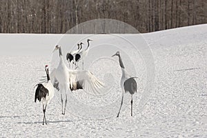 Courting Japanese Crane Standing Tall