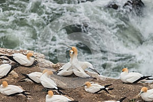 Courting northern gannets