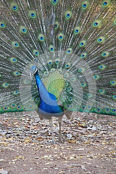 Courting peacock