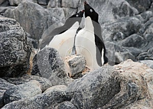 Courting penguins