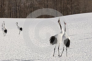 Courting Red-Crowned Cranes