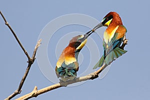 Courting ritual with giving a gift on bee eather birds