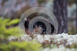 Courting Woodgrouse entering from behind the edge