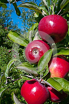 Courtland Apples