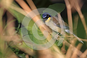 Courtois laughingbird