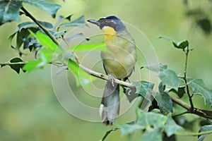 Courtois laughingbird