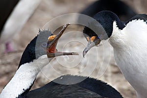 Courtship behavior of blue-eyed cormorants or blue-eyed shags on New Island, Falkland Islands