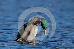 Courtship Behavior - Drake Mallard Duck on the Lake