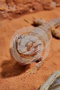 Courtship behavior of a male bearded dragon (Bartagame), spreading of the beard