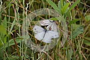 Courtship behavior of `Pieris merete`