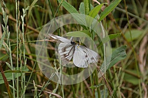 Courtship behavior of `Pieris merete`