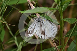 Courtship behavior of `Pieris merete`