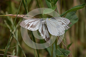 Courtship behavior of `Pieris merete`