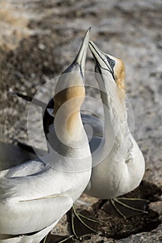 Courtship behaviour among adult australasian gannets on their nest at the Muriwai colony