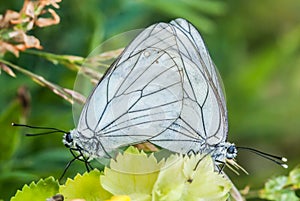 Courtship butterflies, coupled, Butterfly on plants, close up