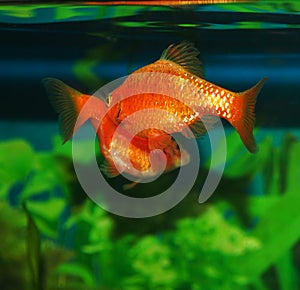 Courtship dance aquarium fish