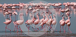 The courtship dance flamingo. Kenya. Africa. Nakuru National Park. Lake Bogoria National Reserve.