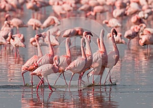 The courtship dance flamingo. Kenya. Africa. Nakuru National Park. Lake Bogoria National Reserve.