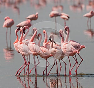 The courtship dance flamingo. Kenya. Africa. Nakuru National Park. Lake Bogoria National Reserve.