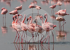 The courtship dance flamingo. Kenya. Africa. Nakuru National Park. Lake Bogoria National Reserve.