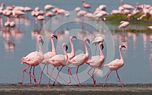 The courtship dance flamingo. Kenya. Africa. Nakuru National Park. Lake Bogoria National Reserve.