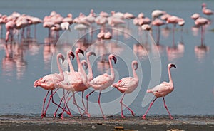 The courtship dance flamingo. Kenya. Africa. Nakuru National Park. Lake Bogoria National Reserve.