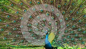 The courtship display of elegant male peacock, iridescent colorful tail feather pattern close up, Beautiful dance of male Indian