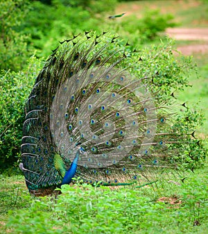 The courtship display of elegant male peacock, iridescent colorful tail feather pattern side view, Beautiful dance of male Indian