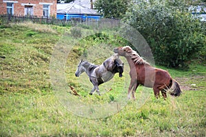 Courtship horses.