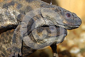 Courtship of Iberian newt