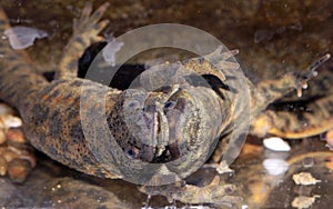 Courtship of Iberian newt