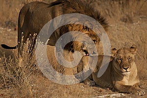Courtship between Lion and Lioness 2