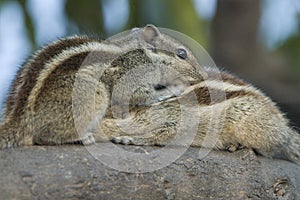 Courtship and lovemaking in Indian Palm Squirrel