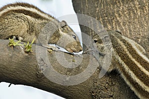 Courtship and lovemaking in Indian Palm Squirrel