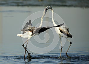 Courtship of a pair of Greater Flamingos