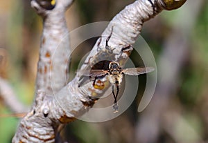 Courtship ritual of robber fly