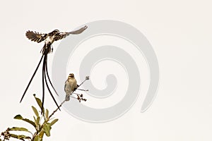 Courtship Rituals of the Pin tailed whydah