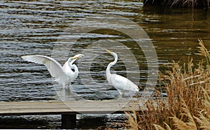 White herons couple