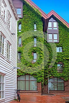 Courtyard with facade of house covered green ivy plant. Bergen, Norway