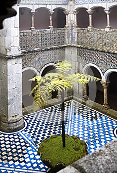 Courtyard with fern